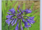 1 Gerry Sweetman_Agapanthus.jpg